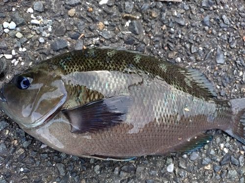 メジナの釣果