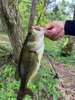 ラージマウスバスの釣果