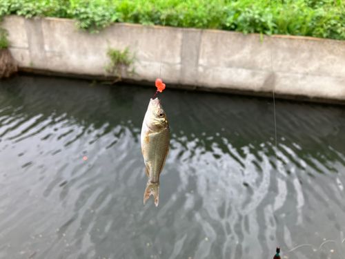 フナの釣果