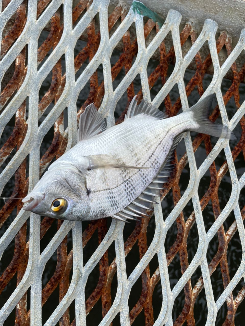 チヌの釣果写真