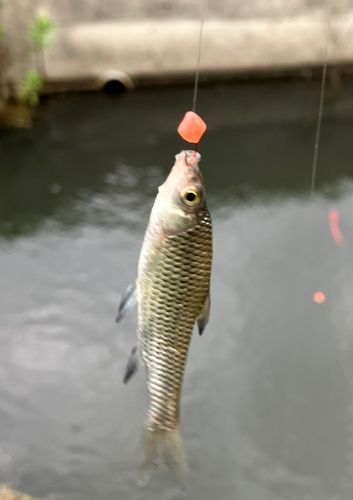 モツゴの釣果