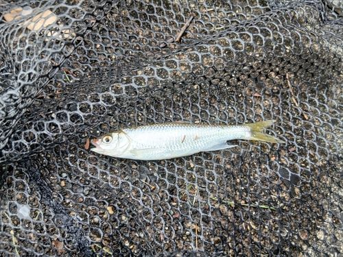 オイカワの釣果