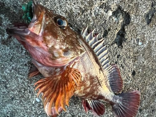 カサゴの釣果