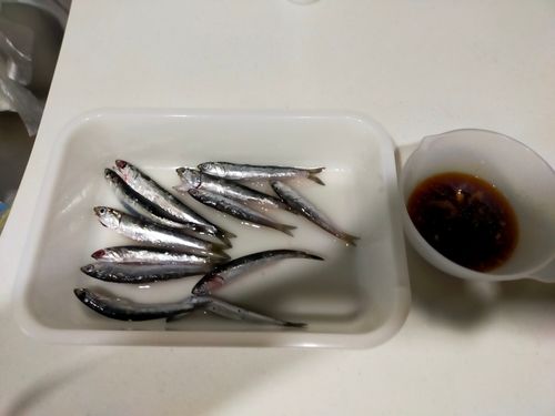カタクチイワシの釣果