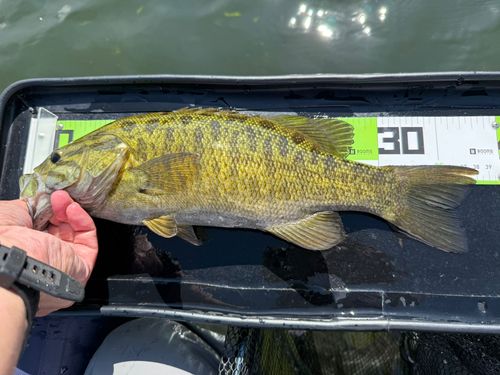 スモールマウスバスの釣果