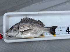 キビレの釣果