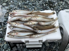キスの釣果