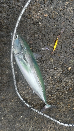 ソウダガツオの釣果
