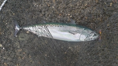 ソウダガツオの釣果