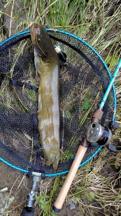 ナマズの釣果