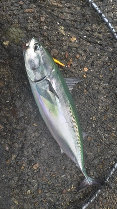 ソウダガツオの釣果