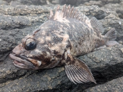 ムラソイの釣果