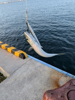 サバの釣果