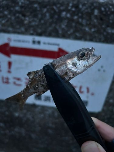 ムツの釣果
