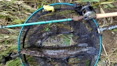 ライギョの釣果