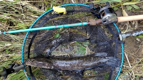 ライギョの釣果