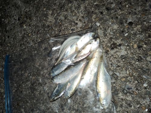 ママカリの釣果