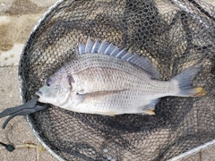 キビレの釣果