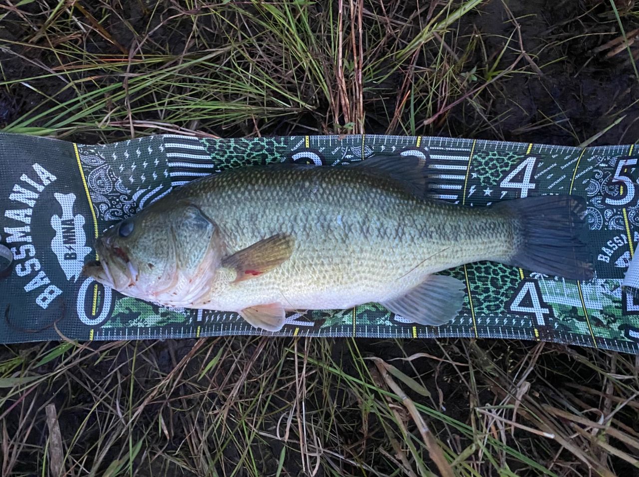 SHIMANO 18ワールドシャウラ 1651FF-3の最安値・インプレ・釣果 | 本音
