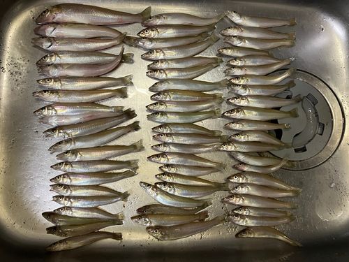 キスの釣果