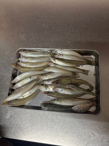 キスの釣果