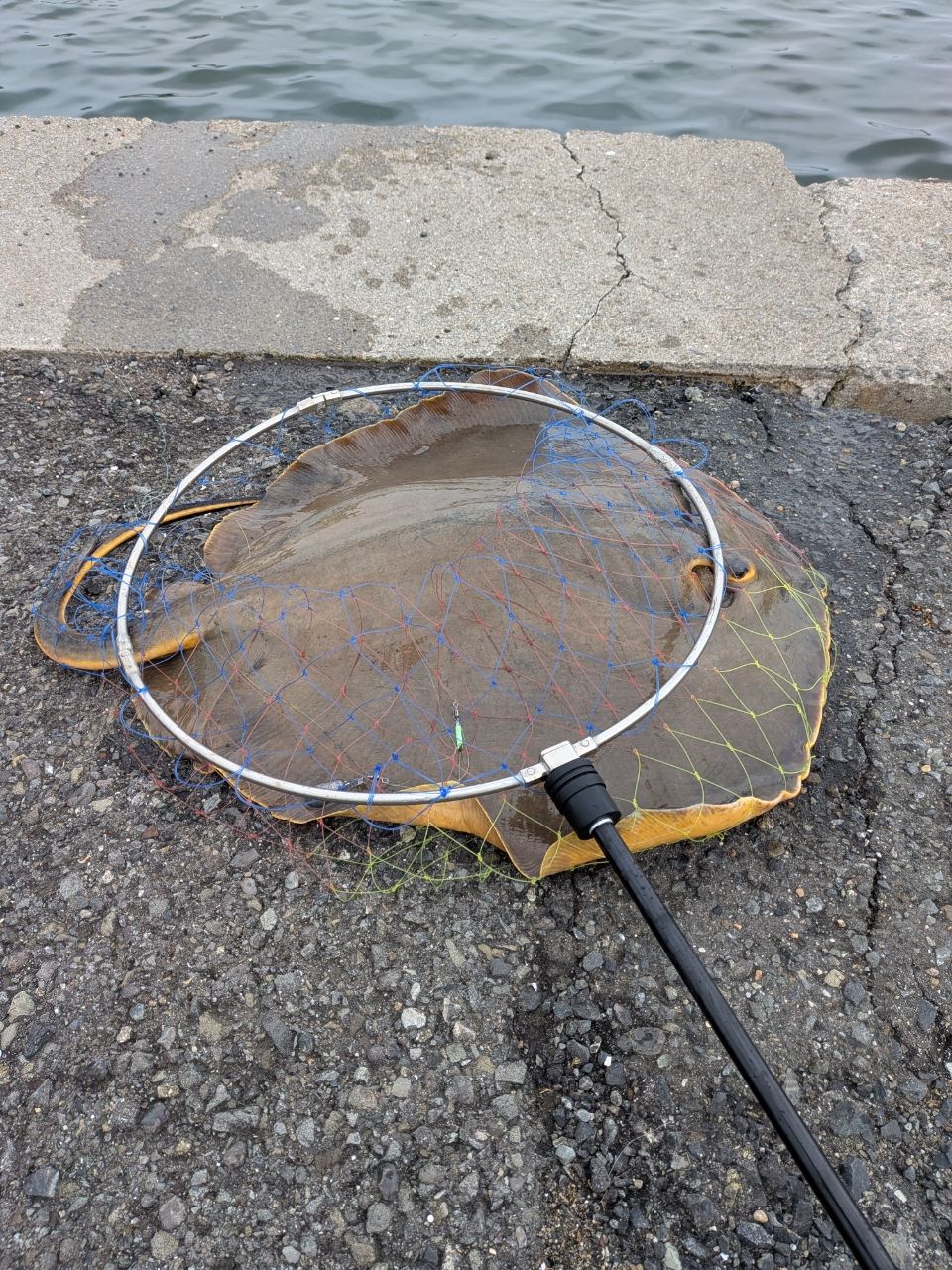エイの釣果写真