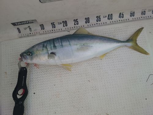 フクラギの釣果