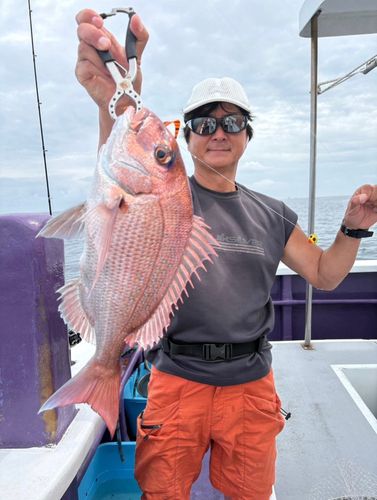 マダイの釣果