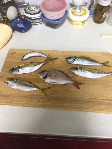 アジの釣果