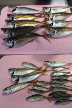 マアジの釣果