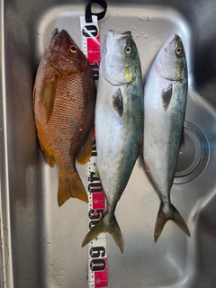 イナダの釣果