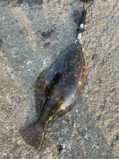 ヒラメの釣果
