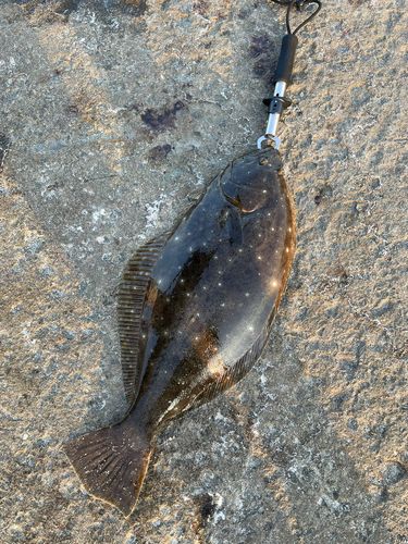 ヒラメの釣果