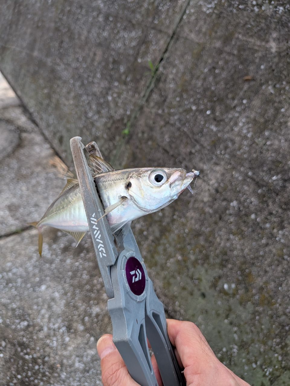DAIWA 23月下美人 AIR AJING 510UL-S・Wの最安値・インプレ・釣果