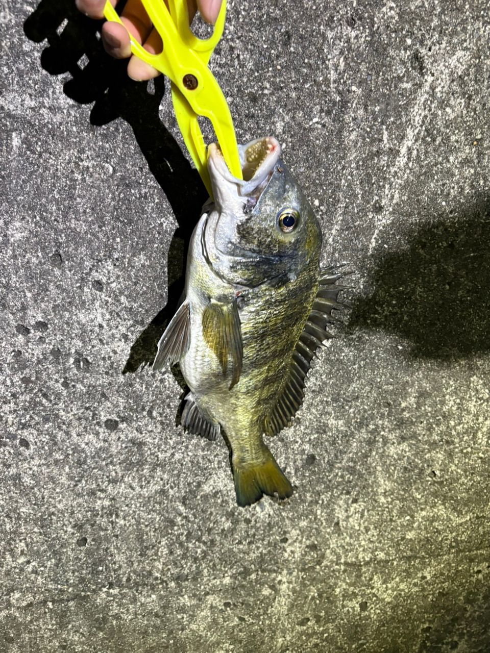 チヌの釣果写真