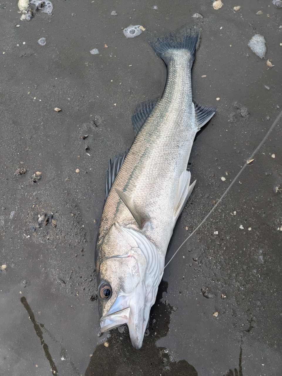 シーバスの釣果写真