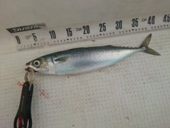 サバの釣果