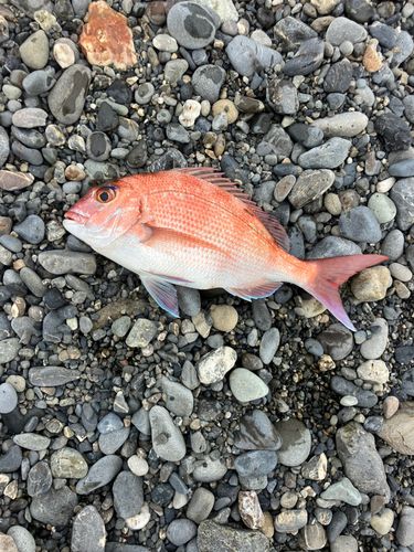マダイの釣果
