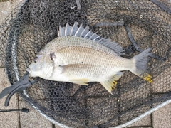 キビレの釣果