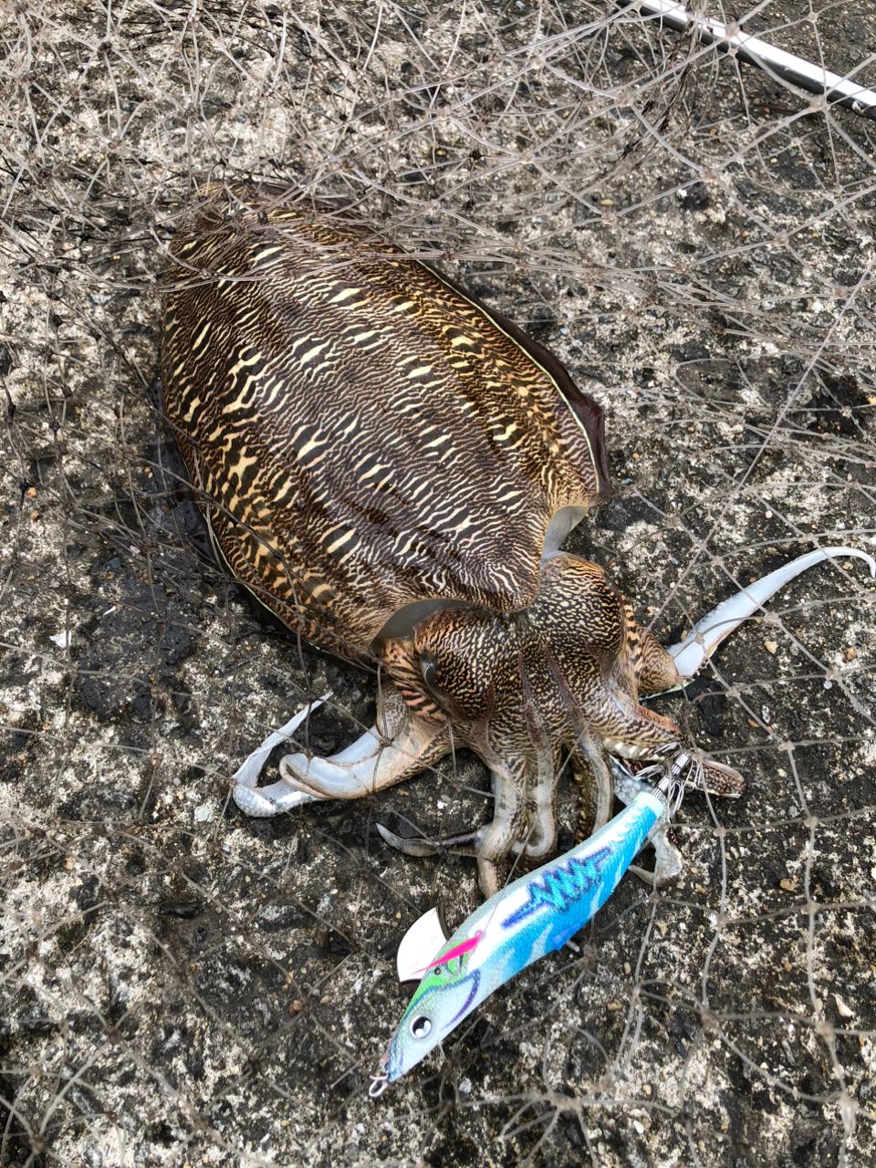 モンゴウイカの釣果写真