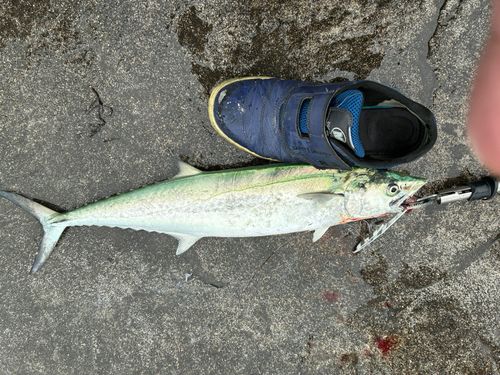サゴシの釣果
