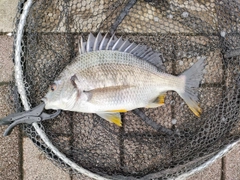 キビレの釣果