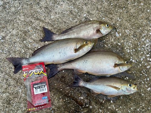 イサキの釣果