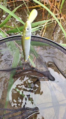 アユの釣果
