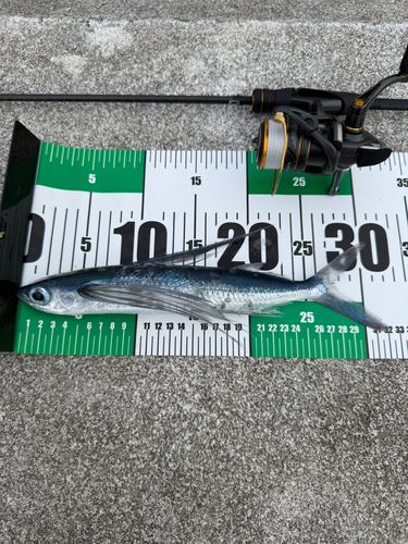 トビウオの釣果