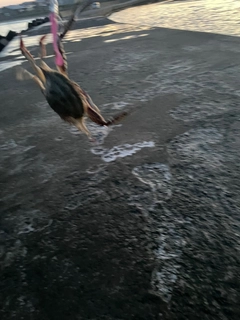 カニの釣果