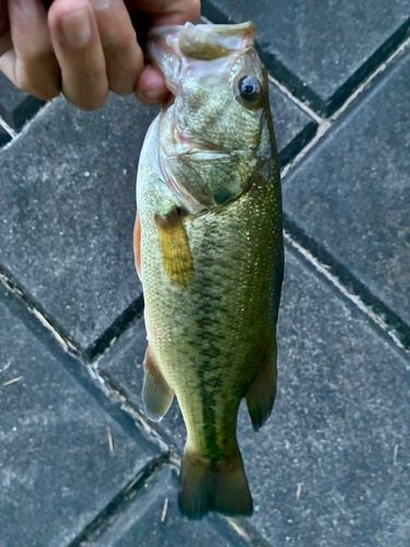 ラージマウスバスの釣果