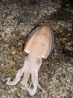 モンゴウイカの釣果