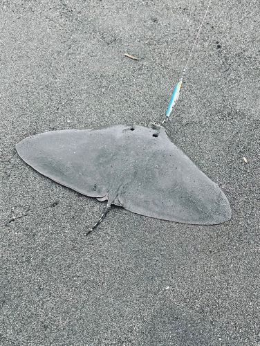 エイの釣果