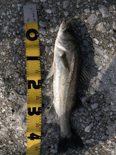 シーバスの釣果